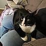 cat, black_and_white_cat, lap, person, jeans, couch, pillow, blanket, living_room, indoor, feline, resting, pet, whiskers, fur, cozy, relaxing, home, comfort, seated