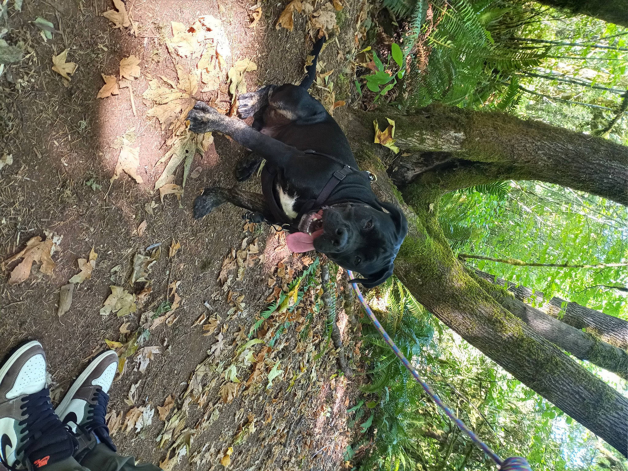 Mondo Burrito joined the competition — help win amazing prizes! carnivore, dog_breed, forest, grass, jungle, plant, plant_stem, recreation, shadow, soil, sporting_group, tail, terrestrial_animal, tree, trunk, twig, wildlife, wood, woodland, working_animal