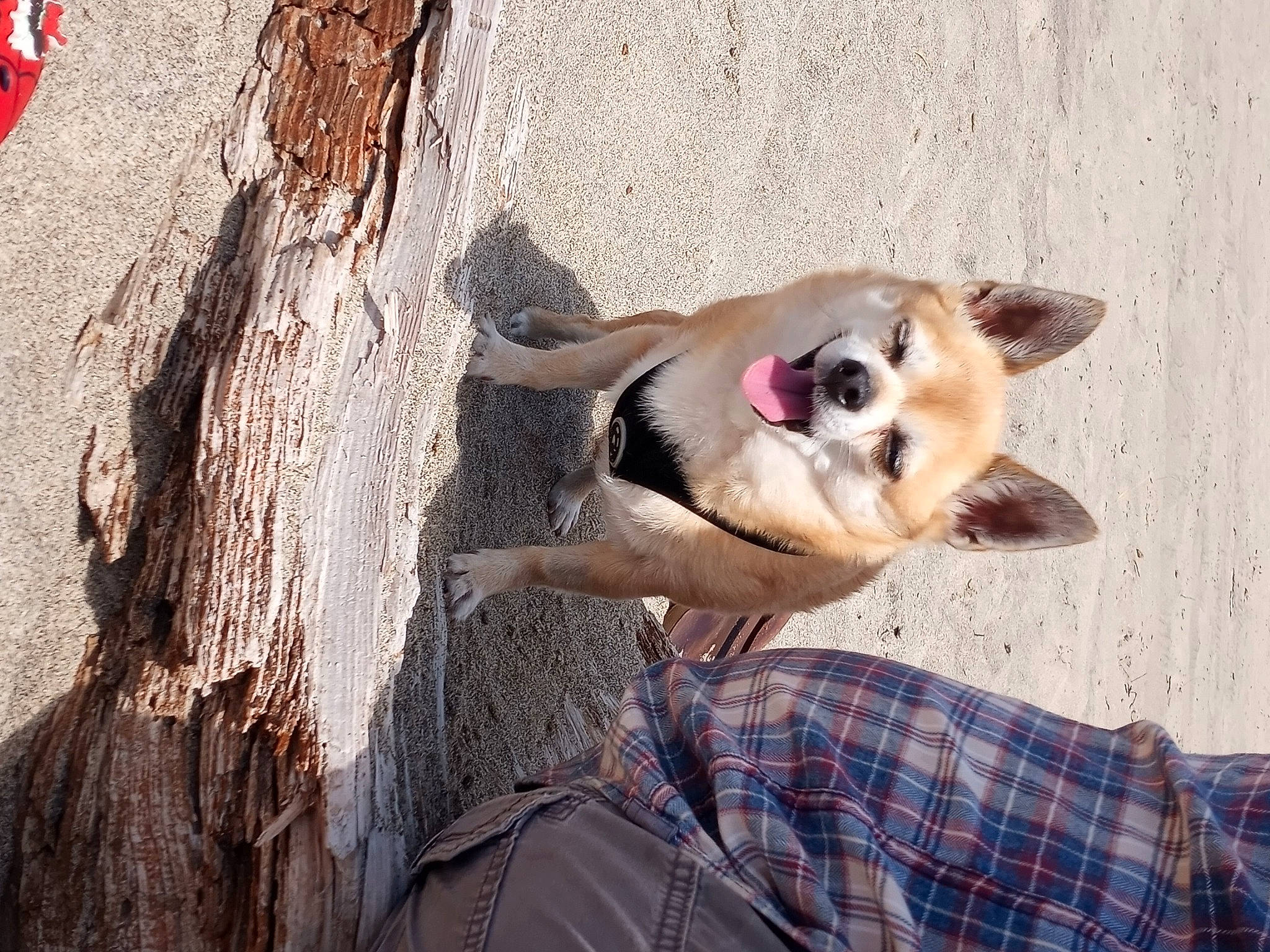 Mondo Burrito joined the competition — help win amazing prizes! art, canidae, carnivore, companion_dog, dog, dog_breed, dog_supply, fawn, fur, non_sporting_group, pattern, plaid, snout, sporting_group, tartan, tree, trunk, wood