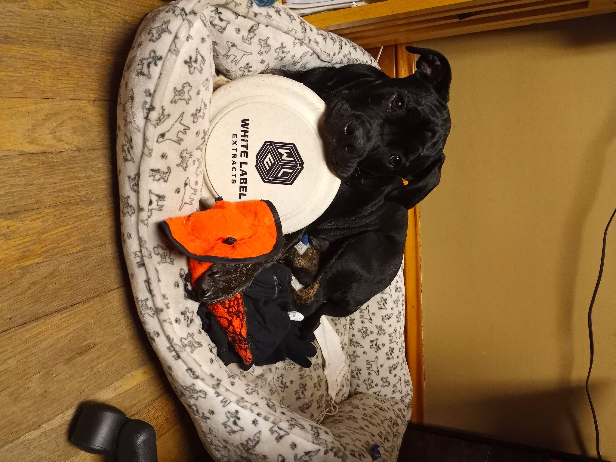 Apollo is registered to the contest to win money with this photo: _geese_and_swans, audio_equipment, bag, baseball_cap, cap, carmine, costume_hat, ducks, fashion_accessory, font, hat, helmet, luggage_and_bags, outdoor_shoe, personal_protective_equipment, plush, room, stuffed_toy, toy, wood