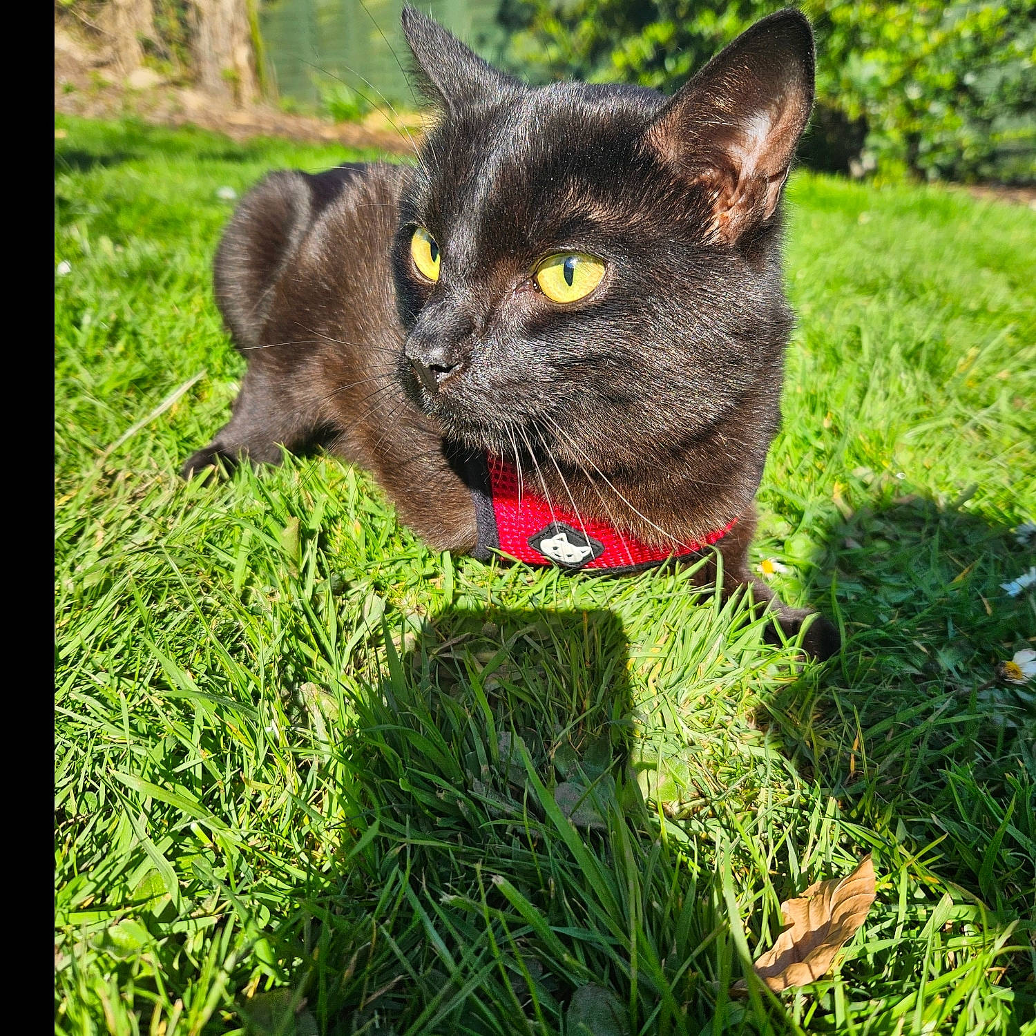 Toby is registered to the contest to win money with this photo: black_cat, bombay, carnivore, cat, collar, dog_breed, domestic_short_haired_cat, fawn, felidae, fur, grass, groundcover, paw, plant, small_to_medium_sized_cats, snout, tail, terrestrial_animal, tree, whiskers