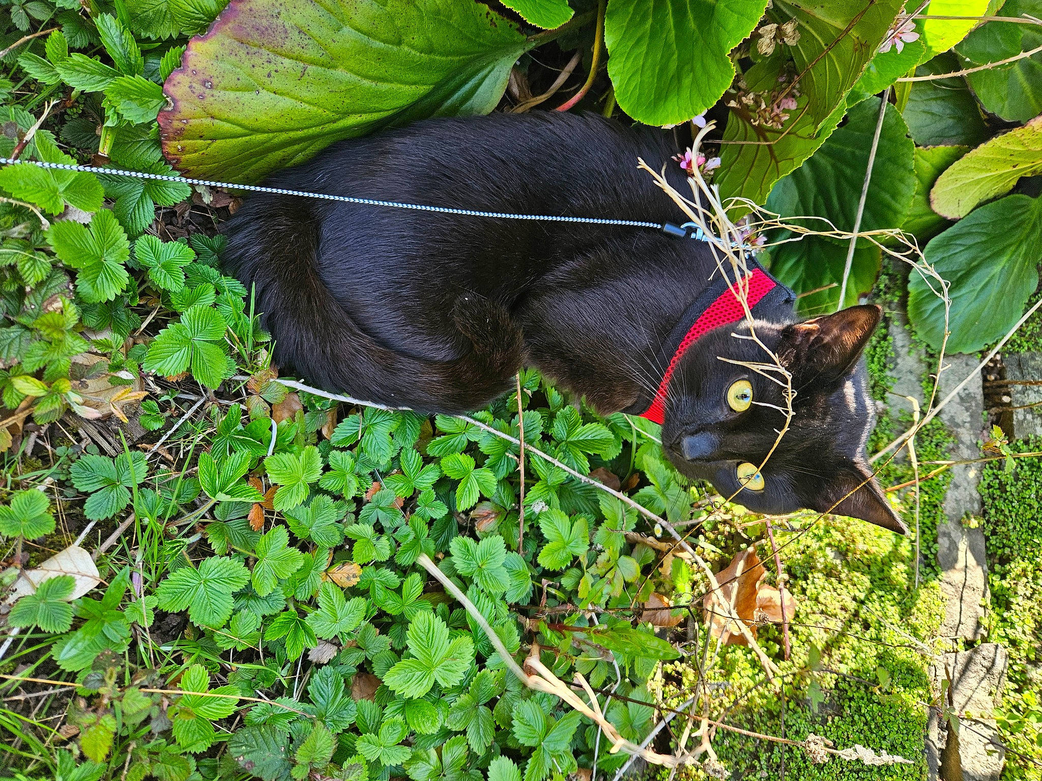 Toby joined the competition — help win amazing prizes! bombay, carnivore, cat, domestic_short_haired_cat, felidae, flowering_plant, fur, grass, groundcover, leaf, plant, small_to_medium_sized_cats, snout, tail, terrestrial_animal, terrestrial_plant, tree, twig, whiskers, wildlife