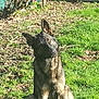 Bourbon is registered to the contest to win money with this photo: