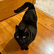 Salem Saberhägen is registered to the contest to win money with this photo: animal, black_cat, carpet, cat, curious, door, ears, feline, fur, green_eyes, hardwood_floor, home, indoor, looking_up, paws, pet, portrait, shadow, tail, whiskers