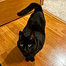 animal, black_cat, carpet, cat, curious, door, ears, feline, fur, green_eyes, hardwood_floor, home, indoor, looking_up, paws, pet, portrait, shadow, tail, whiskers