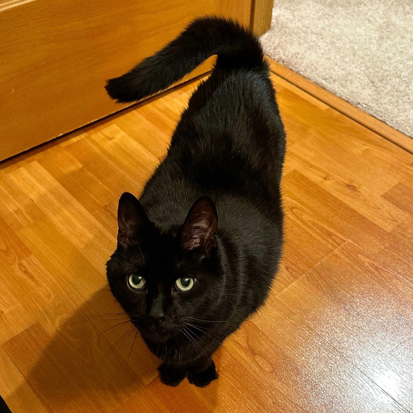 Salem Saberhägen is registered to the contest to win money with this photo: animal, black_cat, carpet, cat, curious, door, ears, feline, fur, green_eyes, hardwood_floor, home, indoor, looking_up, paws, pet, portrait, shadow, tail, whiskers