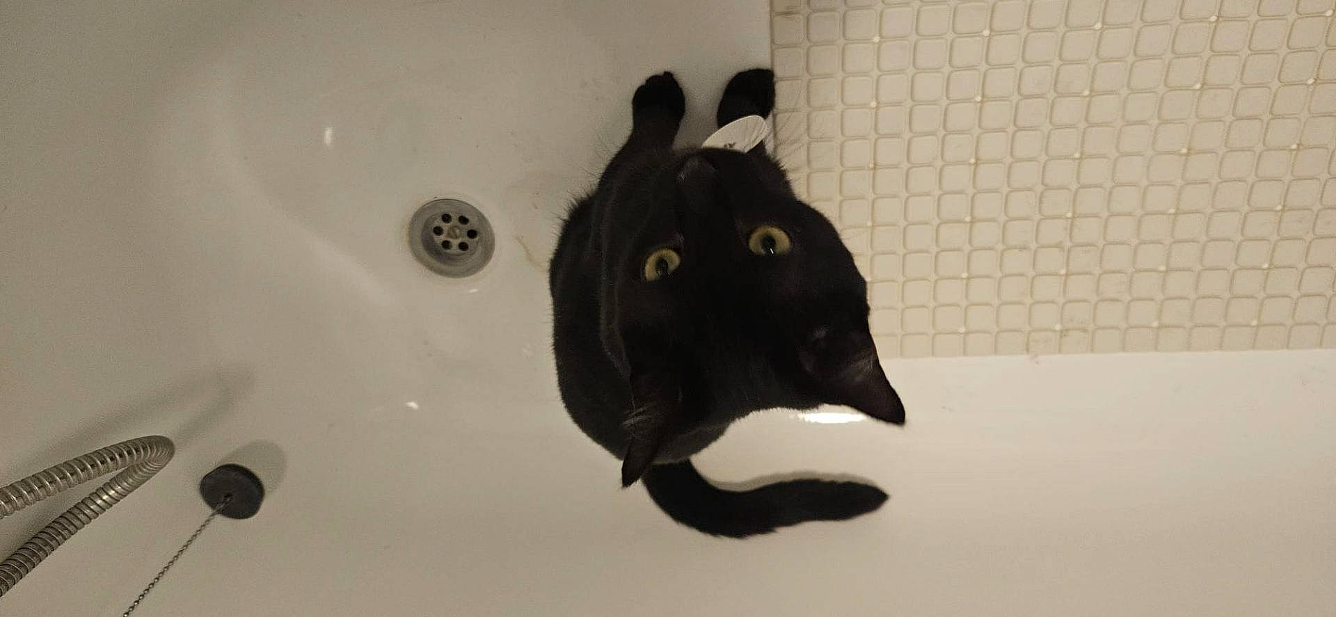 Maneki a rejoint le concours — aidez-le/la à gagner de superbes lots ! animal, bathing, bathroom, bathtub, blackcat, cat, hottub, indoors, interiordesign, kitten, manx, person, pet, plant, pottedplant, room, shower, sink, tap, tub