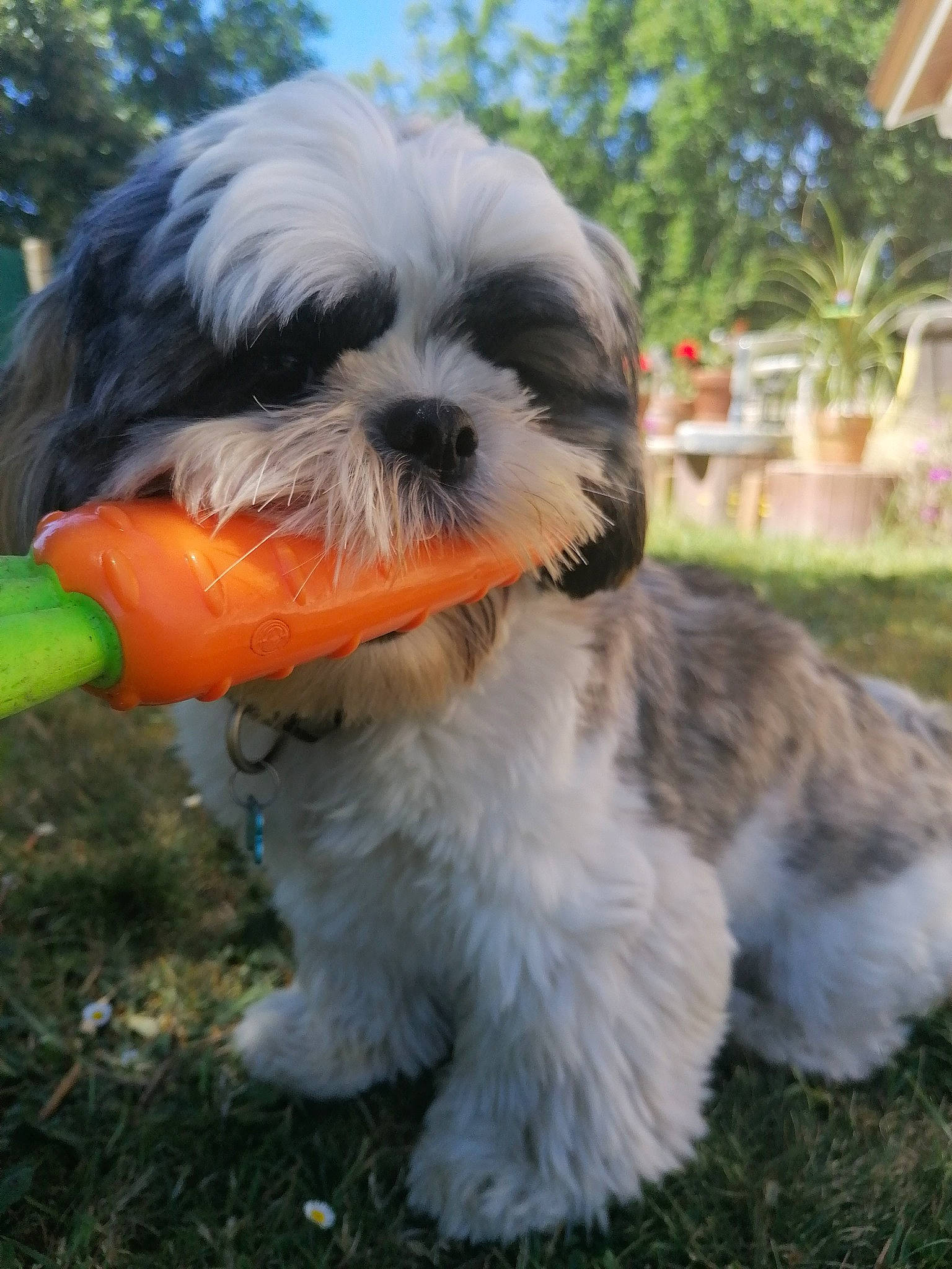 Pataud participe au concours pour gagner de l'argent avec cette photo : canidae, carnivore, companion_dog, dog, dog_breed, dog_supply, fawn, fur, grass, plant, shih_tzu, sky, small_terrier, snout, sporting_group, tail, terrestrial_animal, terrier, toy_dog, tree