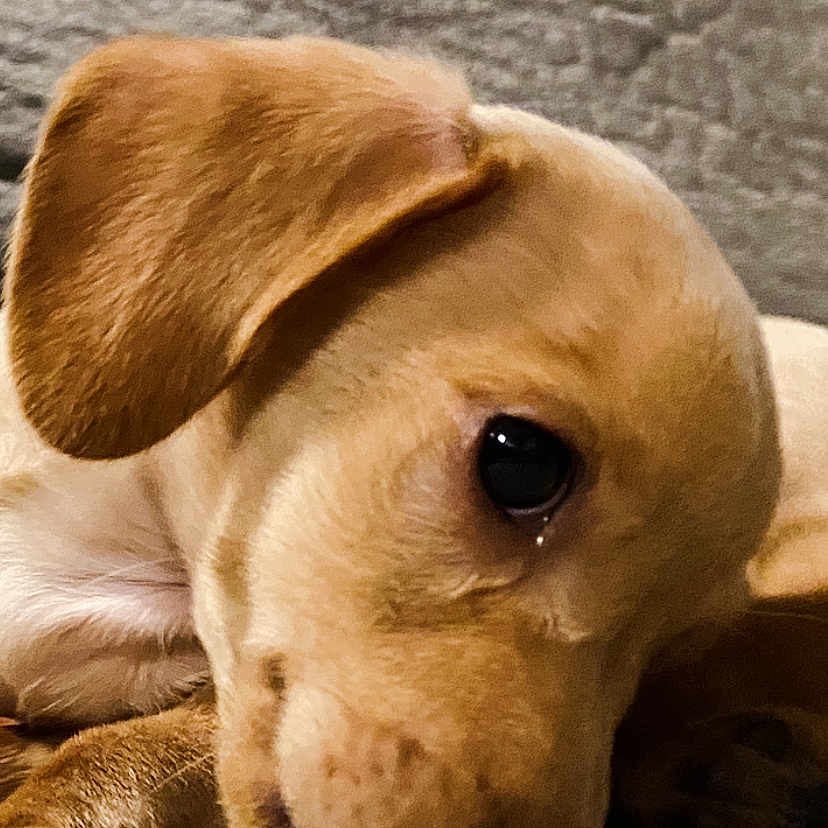 Cleo joined the competition — help win amazing prizes! animal, beagle, bear, bulldog, canine, dog, goldenretriever, hound, labradorretriever, pet, pointer, puppy, snout
