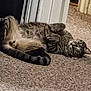 cat, tabby_cat, pet, indoor, carpet, lounging, belly_up, paws, whiskers, fur, relaxed, home, playful, cute, stripes, tail, closeup, resting, cozy, portrait
