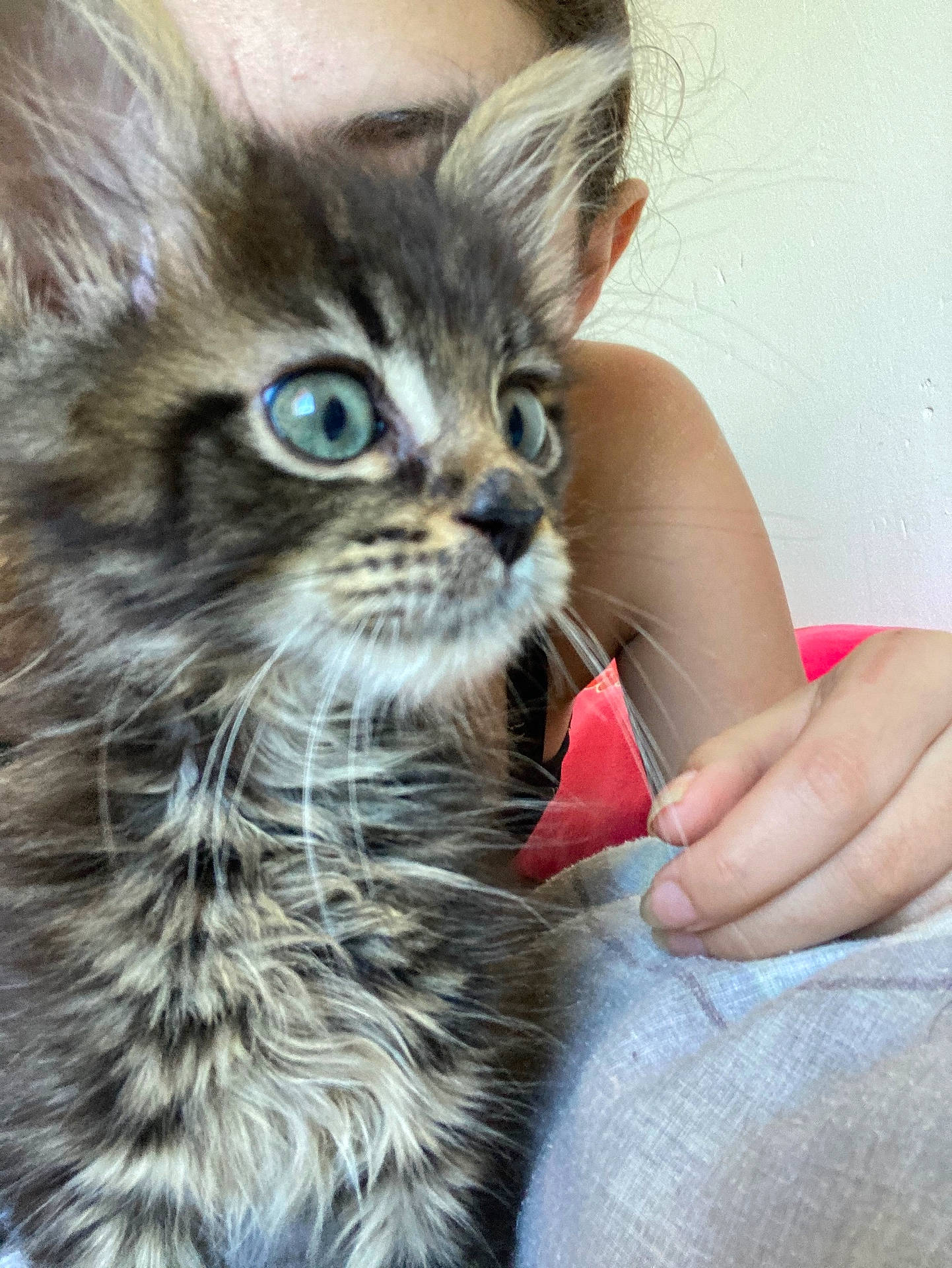 Rio a rejoint le concours — aidez-le/la à gagner de superbes lots ! animal, blue_eyes, cat, closeup, curious, cute, domestic, face, fur, furry, hand, indoor, kitten, mammal, person, pet, portrait, soft, whiskers, young