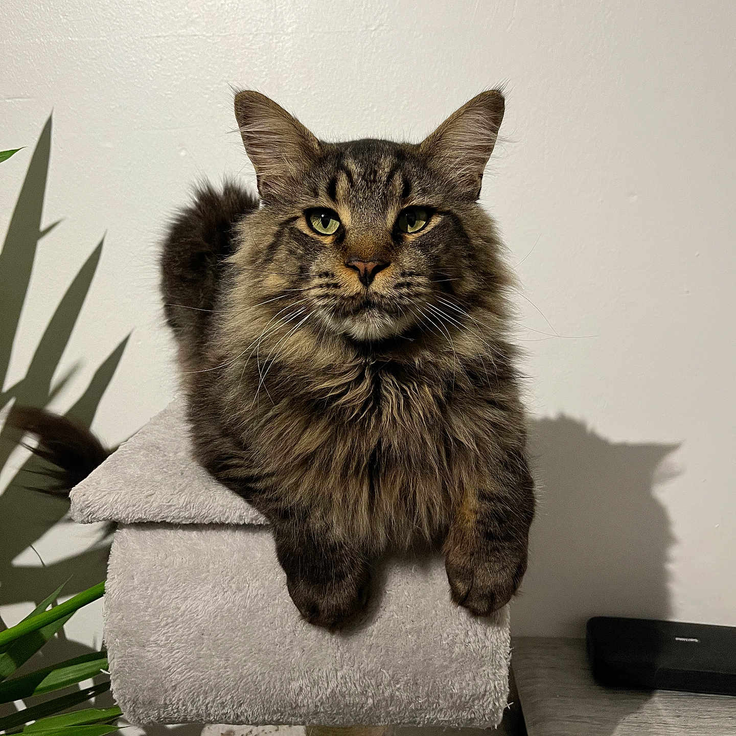 Rio a rejoint le concours — aidez-le/la à gagner de superbes lots ! abyssinian, angora, animal, armchair, cat, chair, couch, cushion, furniture, hardwood, homedecor, kitten, manx, pet, plant, pottedplant, shelf, slate, towel, wood