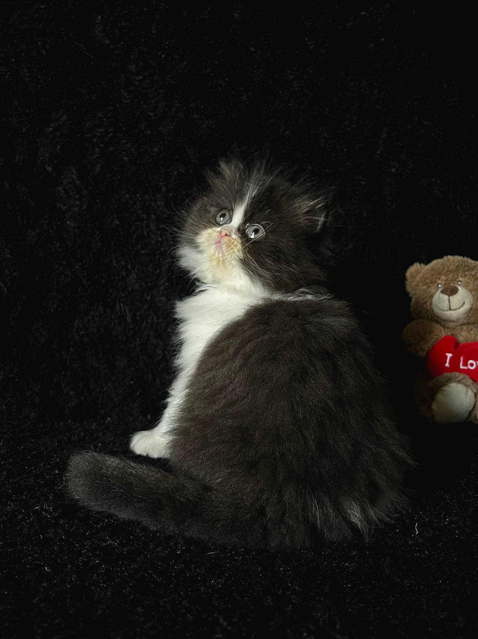 Boubou participe au concours pour gagner de l'argent avec cette photo : carnivore, cat, darkness, domestic_short_haired_cat, felidae, flash_photography, fur, glass, grass, midnight, monochrome_photography, paw, small_to_medium_sized_cats, still_life_photography, stuffed_toy, tail, terrestrial_animal, toy, whiskers, window