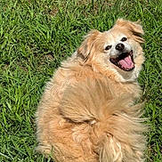 Grace joined the competition — help win amazing prizes! dog, fluffy, grass, outdoor, happy, smiling, tongue_out, pet, canine, nature, sunlight, fur, animal, greenery, cute, playful, friendly, joyful, summer, relaxed