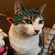 Fish joined the competition — help win amazing prizes! beads, blanket, cat, ear, eyes, fabric, feline, fur_texture, green_beads, headband, indoor, nose, paws, pet, plaid, portrait, sitting, tabby_cat, whiskers, white_fur
