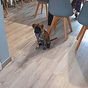 Alto a rejoint le concours — aidez-le/la à gagner de superbes lots ! puppy, dog, indoor, dining_room, wooden_floor, chair, table, woman, coat, blanket, container, cup, floor, furniture, person, red_hair, sitting, light, modern, home