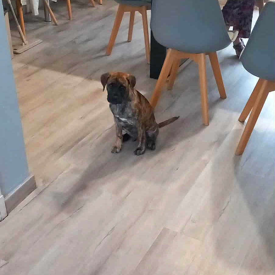 Alto a rejoint le concours — aidez-le/la à gagner de superbes lots ! blanket, chair, coat, container, cup, dining_room, dog, floor, furniture, home, indoor, light, modern, person, puppy, red_hair, sitting, table, woman, wooden_floor