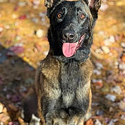 Zeppelin is registered to the contest to win money with this photo: alert, animal, autumn, black, brown, canine, cute, daylight, dog, ears_up, friendly, fur, german_shepherd, leaves, nature, outdoor, pet, portrait, sitting, tongue_out