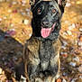 alert, animal, autumn, black, brown, canine, cute, daylight, dog, ears_up, friendly, fur, german_shepherd, leaves, nature, outdoor, pet, portrait, sitting, tongue_out