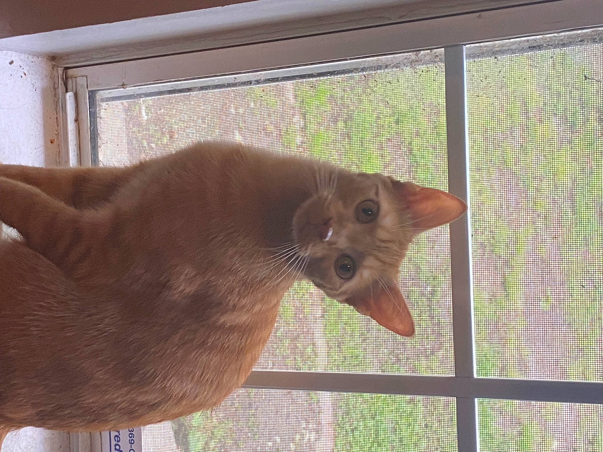 Beaux is registered to the contest to win money with this photo: animal_shelter, cage, carnivore, cat, cat_supply, domestic_short_haired_cat, fawn, felidae, fur, liver, mesh, pet_supply, plant, small_to_medium_sized_cats, snout, tail, terrestrial_animal, whiskers, window, wood