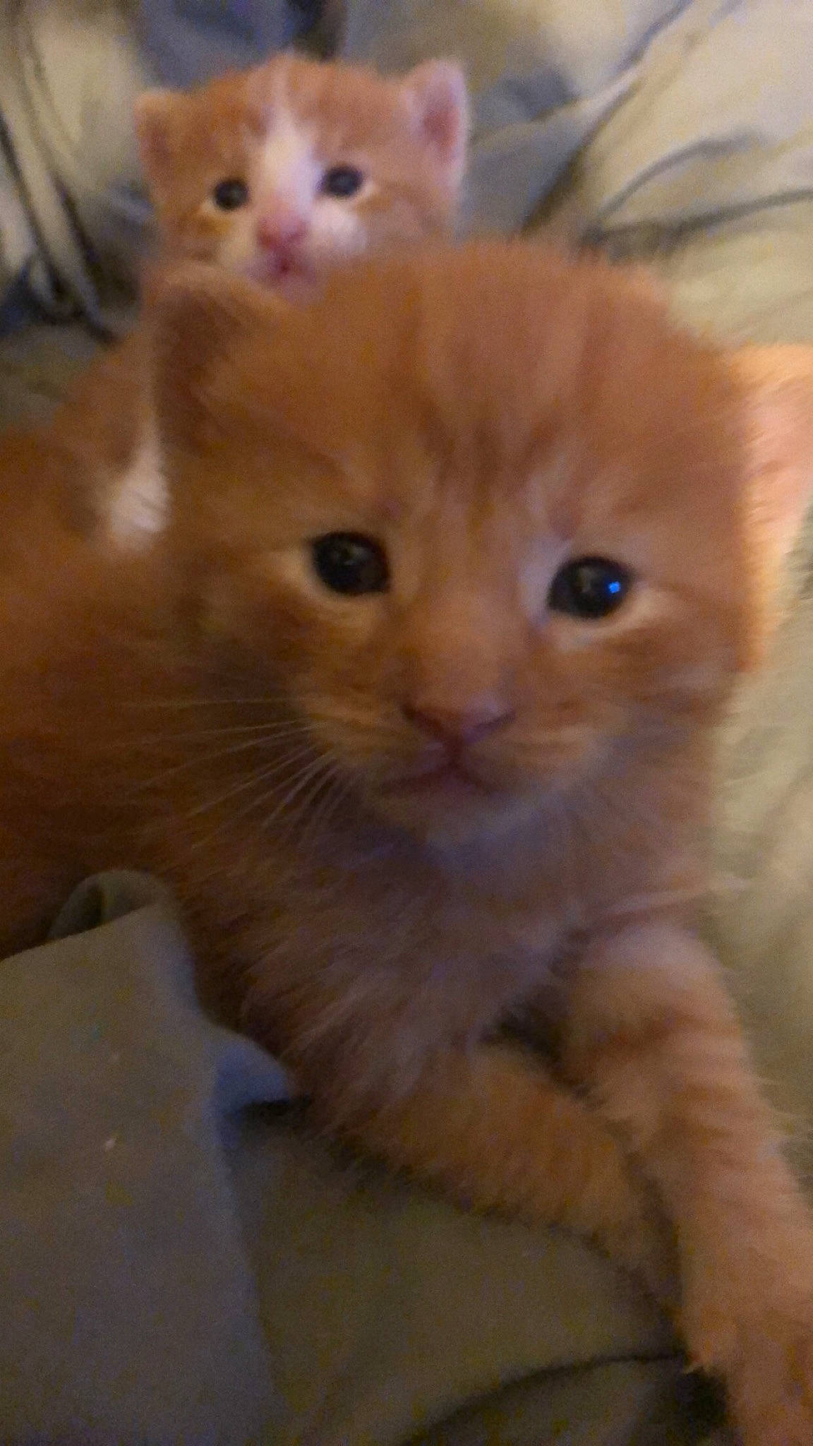 Boy is registered to the contest to win money with this photo: american_curl, arabian_mau, asian, carnivore, cat, domestic_short_haired_cat, european_shorthair, fawn, felidae, german_rex, kitten, maine_coon, mammal, munchkin, ojos_azules, polydactyl_cat, small_to_medium_sized_cats, snout, vertebrate, whiskers