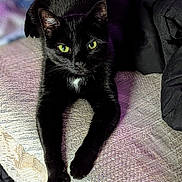 Diva is registered to the contest to win money with this photo: animal, black_cat, cat, closeup, companion, couch, cozy, cute, domestic_animal, fur, furniture, green_eyes, indoor, mammal, pet, portrait, relaxing, stretching, texture, whiskers