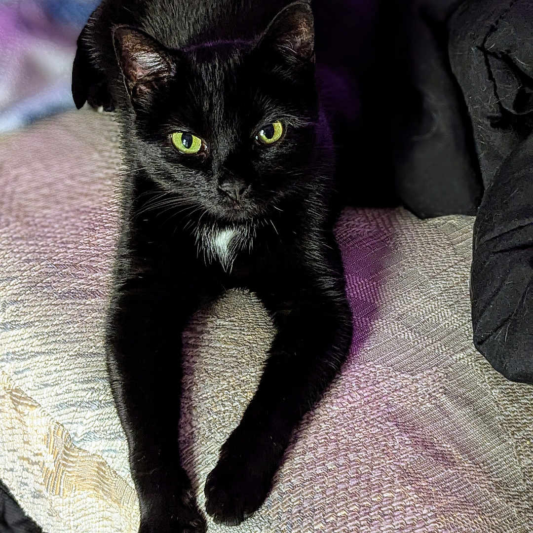 Diva