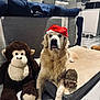 dog, golden_retriever, santa_hat, plush_toy, monkey_toy, hedgehog_toy, dog_bed, living_room, couch, blanket, floor, indoor, pet, animal, fur, canine, home, cozy, modern, relaxing