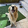 golden_retriever, dog, pet, smiling, happy, sitting, artificial_turf, tiles, outdoor, sunlight, fur, canine, playful, friendly, domestic_animal, paw, tongue, ears, tail, mouth_open