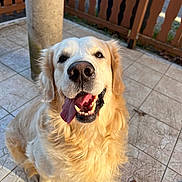Tyson a rejoint le concours — aidez-le/la à gagner de superbes lots ! dog, golden_retriever, pet, canine, tongue_out, happy, smiling, sitting, fur, outdoor, tile_floor, wooden_fence, sunlight, animal, friendly, cute, domestic_animal, mammal, portrait, close_up