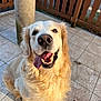 dog, golden_retriever, pet, canine, tongue_out, happy, smiling, sitting, fur, outdoor, tile_floor, wooden_fence, sunlight, animal, friendly, cute, domestic_animal, mammal, portrait, close_up