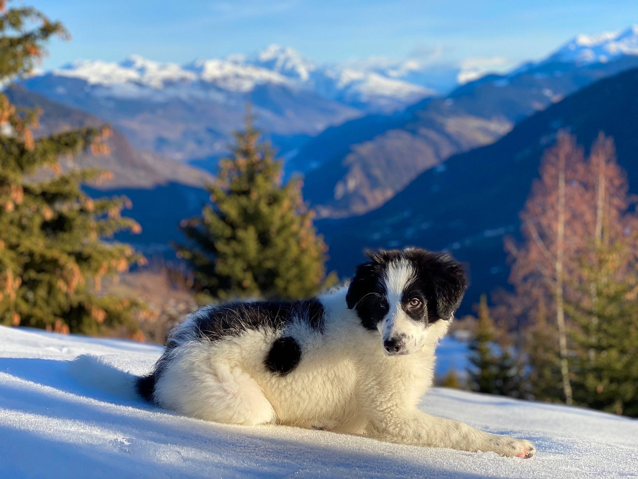 Rimbaud a rejoint le concours — aidez-le/la à gagner de superbes lots ! alps, canidae, carnivore, conifer, dog, dog_breed, hill_station, larch, massif, mountain, mountain_range, mountainous_landforms, ridge, snout, snow, sporting_group, summit, terrestrial_animal, valley, working_animal