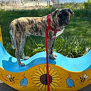 Echo Orion is registered to the contest to win money with this photo: dog, brindle_coat, red_leash, blue_bench, yellow_bench, sunflower, bird, bee, grass, outdoor, daylight, park, animal, pet, standing, leash, nature, colorful, shadow, sculpture