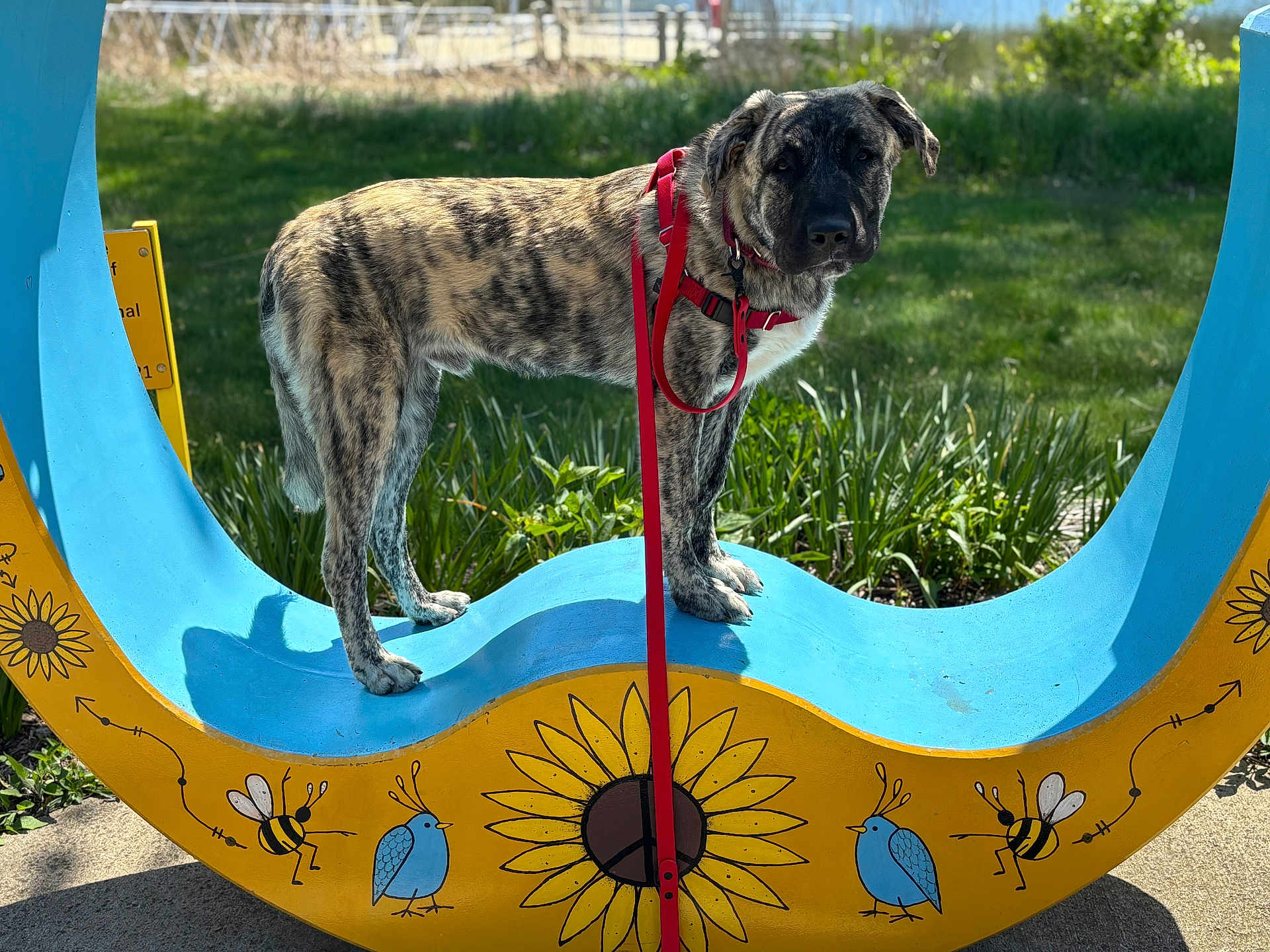 Echo Orion is registered to the contest to win money with this photo: dog, brindle_coat, red_leash, blue_bench, yellow_bench, sunflower, bird, bee, grass, outdoor, daylight, park, animal, pet, standing, leash, nature, colorful, shadow, sculpture