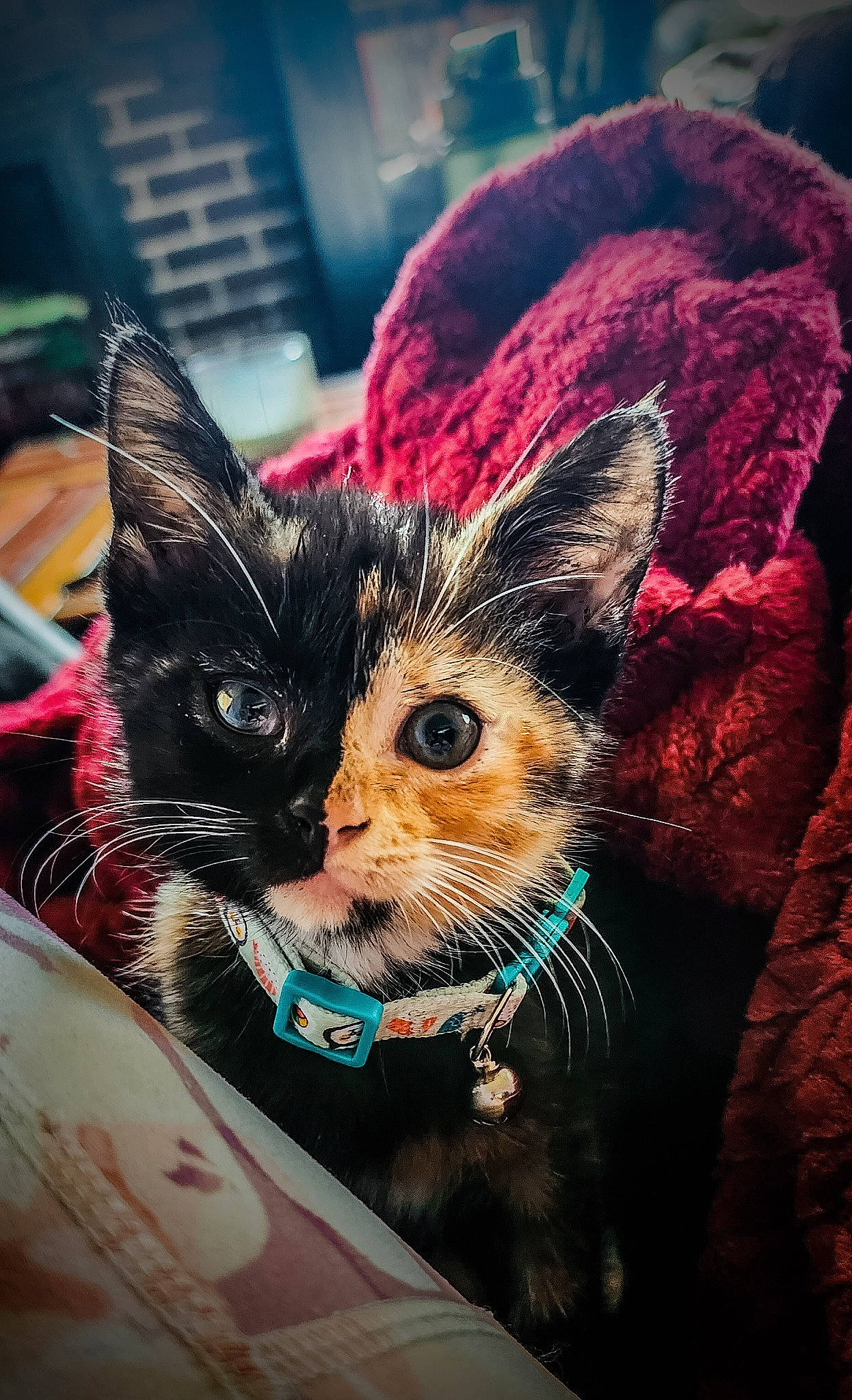 Harvey joined the competition — help win amazing prizes! art, carnivore, cat, claw, comfort, domestic_short_haired_cat, ear, fashion_accessory, felidae, fur, holiday, magenta, paw, small_to_medium_sized_cats, snout, toy, whiskers