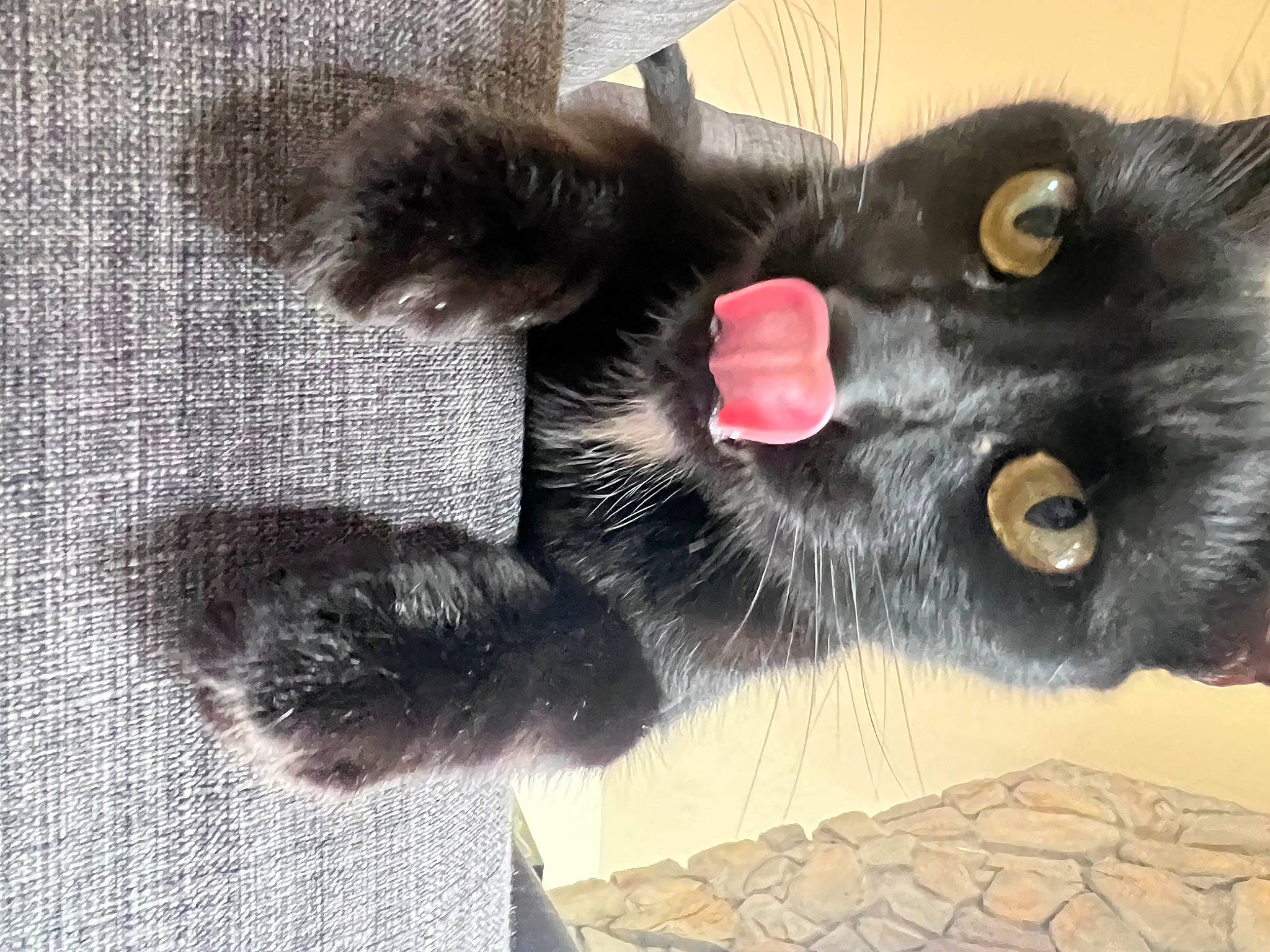 Kobra joined the competition — help win amazing prizes! black_cat, bombay, carnivore, cat, cat_supply, cat_toy, claw, comfort, dog_breed, domestic_short_haired_cat, ear, felidae, foot, fur, grey, paw, small_to_medium_sized_cats, snout, tail, whiskers
