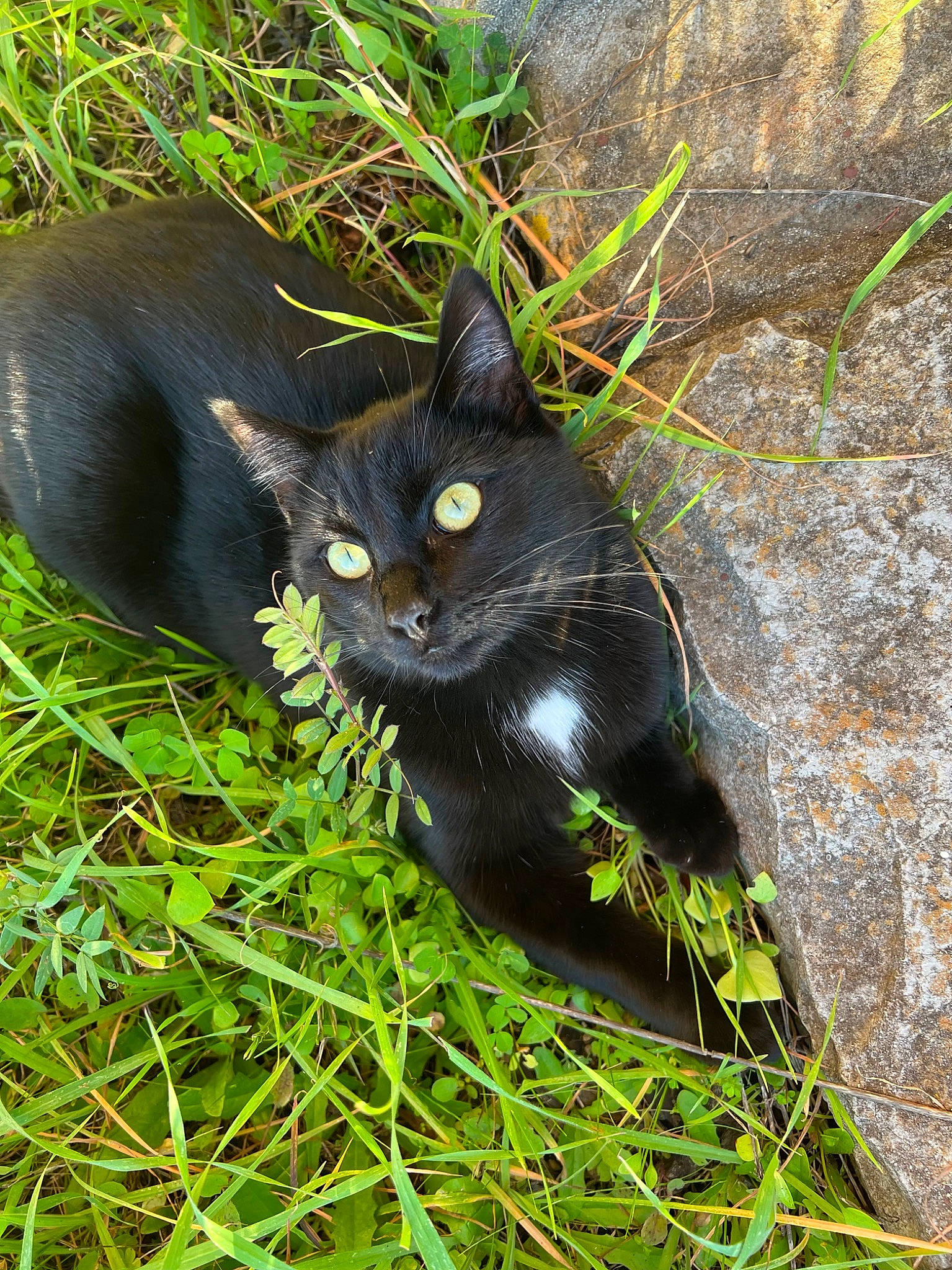 Kobra is registered to the contest to win money with this photo: art, black_cat, bombay, carnivore, cat, domestic_short_haired_cat, felidae, flowering_plant, fur, grass, groundcover, organism, plant, shrub, small_to_medium_sized_cats, snout, tail, terrestrial_animal, tree, whiskers