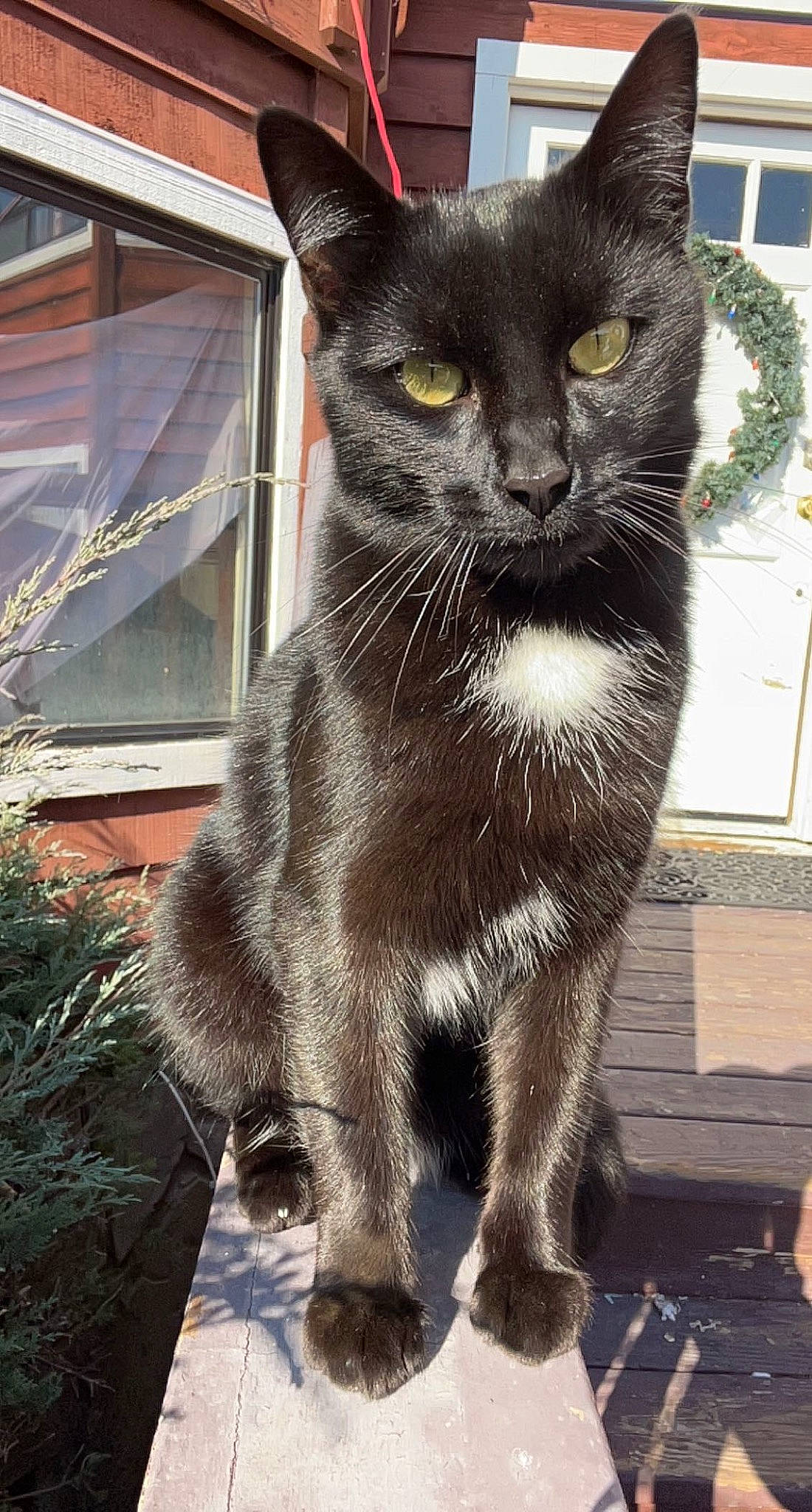 Kobra joined the competition — help win amazing prizes! black_cat, bombay, carnivore, cat, claw, domestic_short_haired_cat, eye, felidae, fur, plant, small_to_medium_sized_cats, snout, tail, terrestrial_animal, whiskers, window