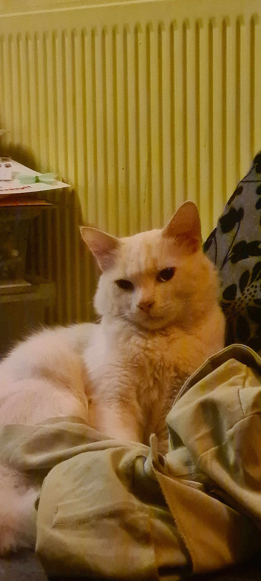 Bidou a rejoint le concours — aidez-le/la à gagner de superbes lots ! cat, white_cat, indoor, furniture, radiator, clothing, fabric, pet, animal, resting, cozy, domestic, furry, mammal, cute, relaxed, household, portrait, sitting, soft