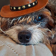 Maisie joined the competition — help win amazing prizes! adorable, animal, brown_hat, close_up, companion, cowboy_hat, cozy, cute, dog, domestic_animal, eye, fur, indoor, nose, pet, portrait, quilt, resting, soft_texture, star_decorations