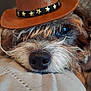adorable, animal, brown_hat, close_up, companion, cowboy_hat, cozy, cute, dog, domestic_animal, eye, fur, indoor, nose, pet, portrait, quilt, resting, soft_texture, star_decorations