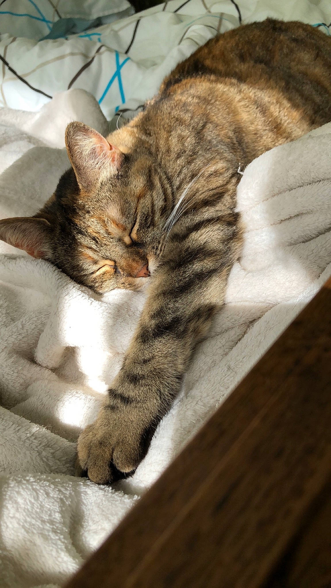 Chipie a rejoint le concours — aidez-le/la à gagner de superbes lots ! american_shorthair, asian, california_spangled, carnivore, cat, domestic_short_haired_cat, dragon_li, ear, european_shorthair, felidae, fur, kitten, nap, paw, sleep, small_to_medium_sized_cats, snout, tabby_cat, toyger, whiskers