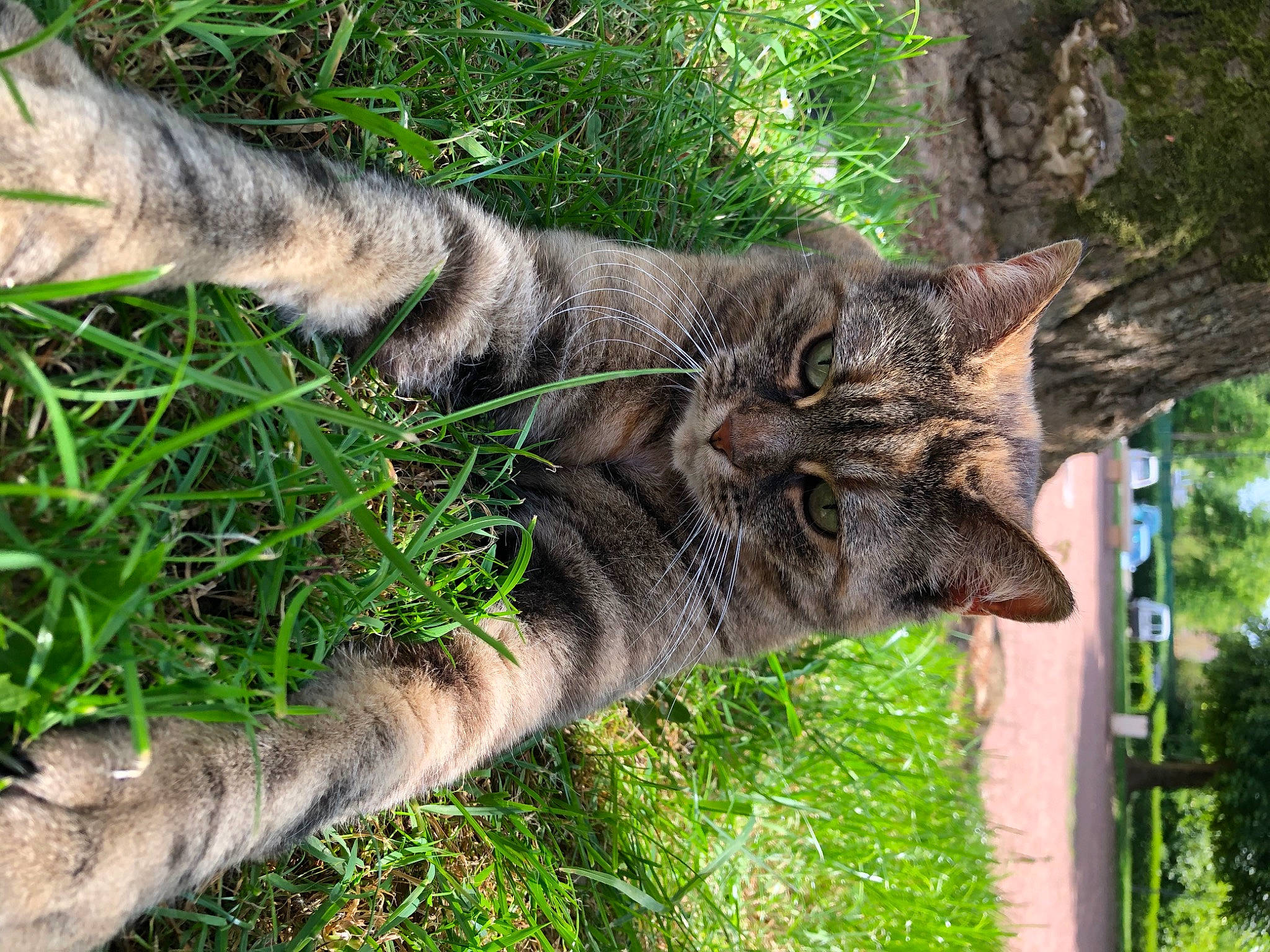 Chipie a rejoint le concours — aidez-le/la à gagner de superbes lots ! carnivore, cat, domestic_short_haired_cat, dragon_li, european_shorthair, felidae, grass, pixie_bob, plant, small_to_medium_sized_cats, tabby_cat, toyger, tree, whiskers, wild_cat