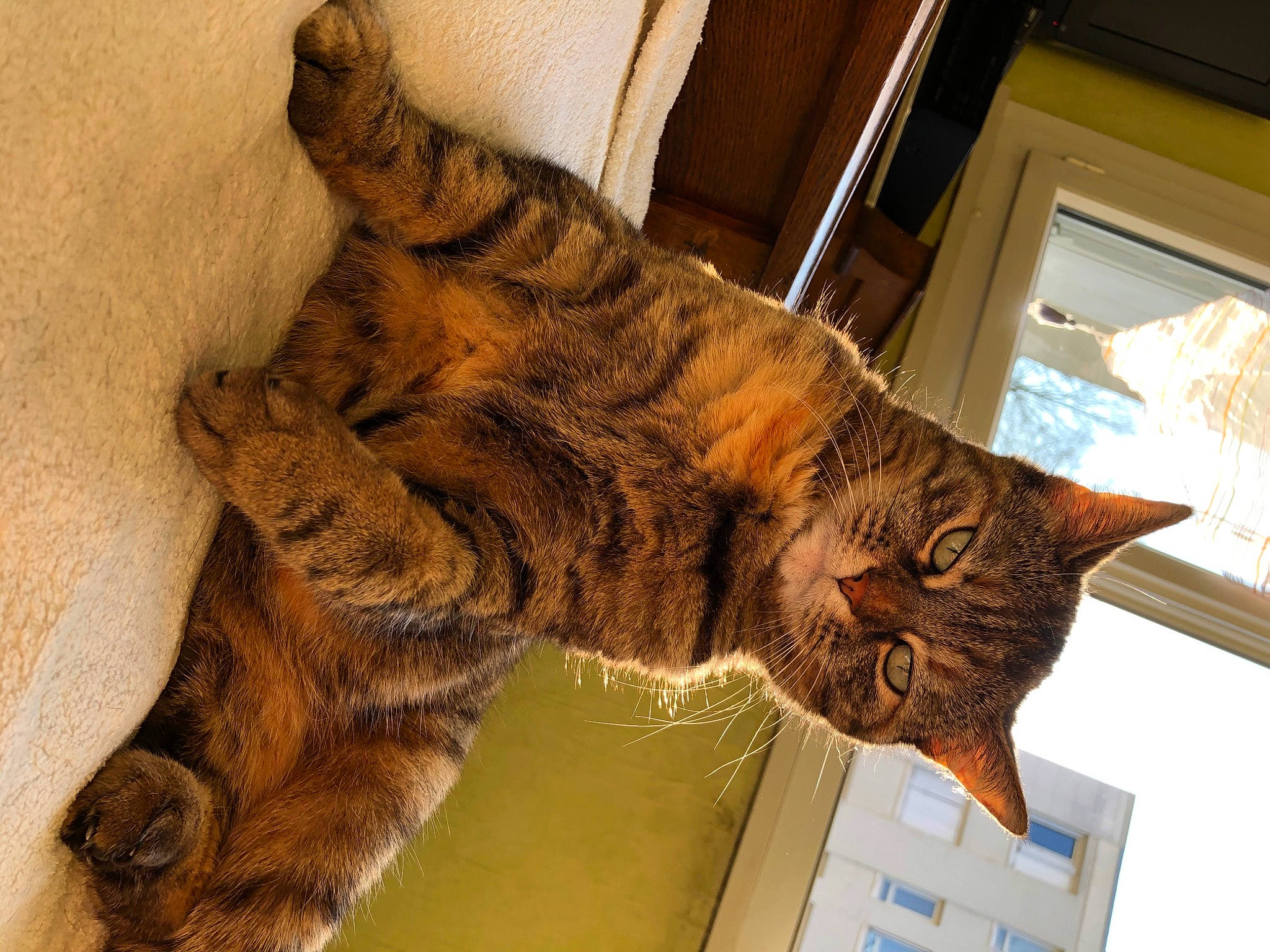 Chipie participe au concours pour gagner de l'argent avec cette photo : asian, california_spangled, carnivore, cat, domestic_short_haired_cat, dragon_li, european_shorthair, felidae, fur, kurilian_bobtail, mammal, nap, ocicat, paw, pixie_bob, small_to_medium_sized_cats, tabby_cat, tail, toyger, whiskers