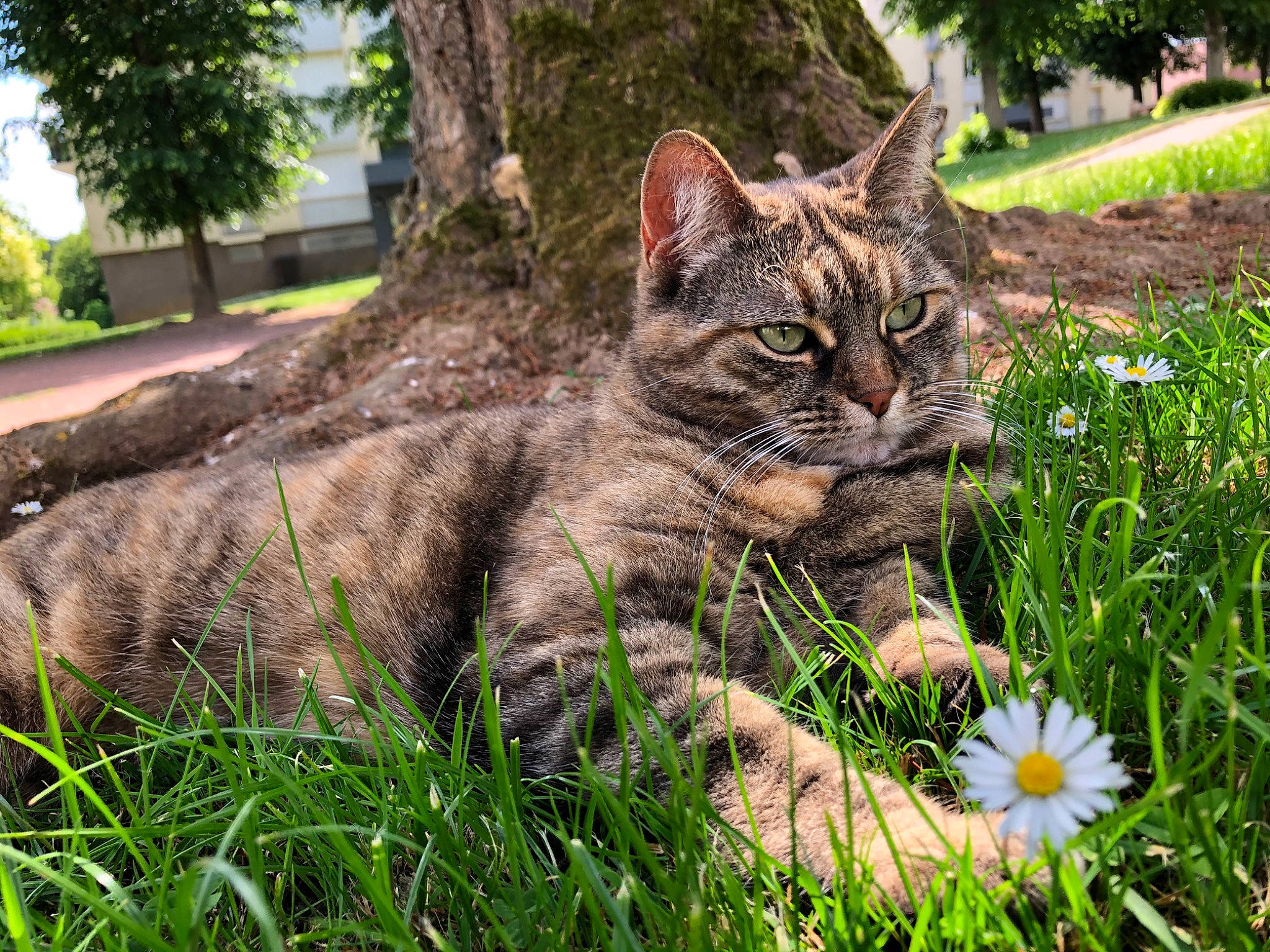 Chipie participe au concours pour gagner de l'argent avec cette photo : asian, carnivore, cat, domestic_short_haired_cat, dragon_li, european_shorthair, eye, felidae, grass, grass_family, green, mammal, pixie_bob, plant, small_to_medium_sized_cats, snout, tabby_cat, tree, whiskers, wild_cat