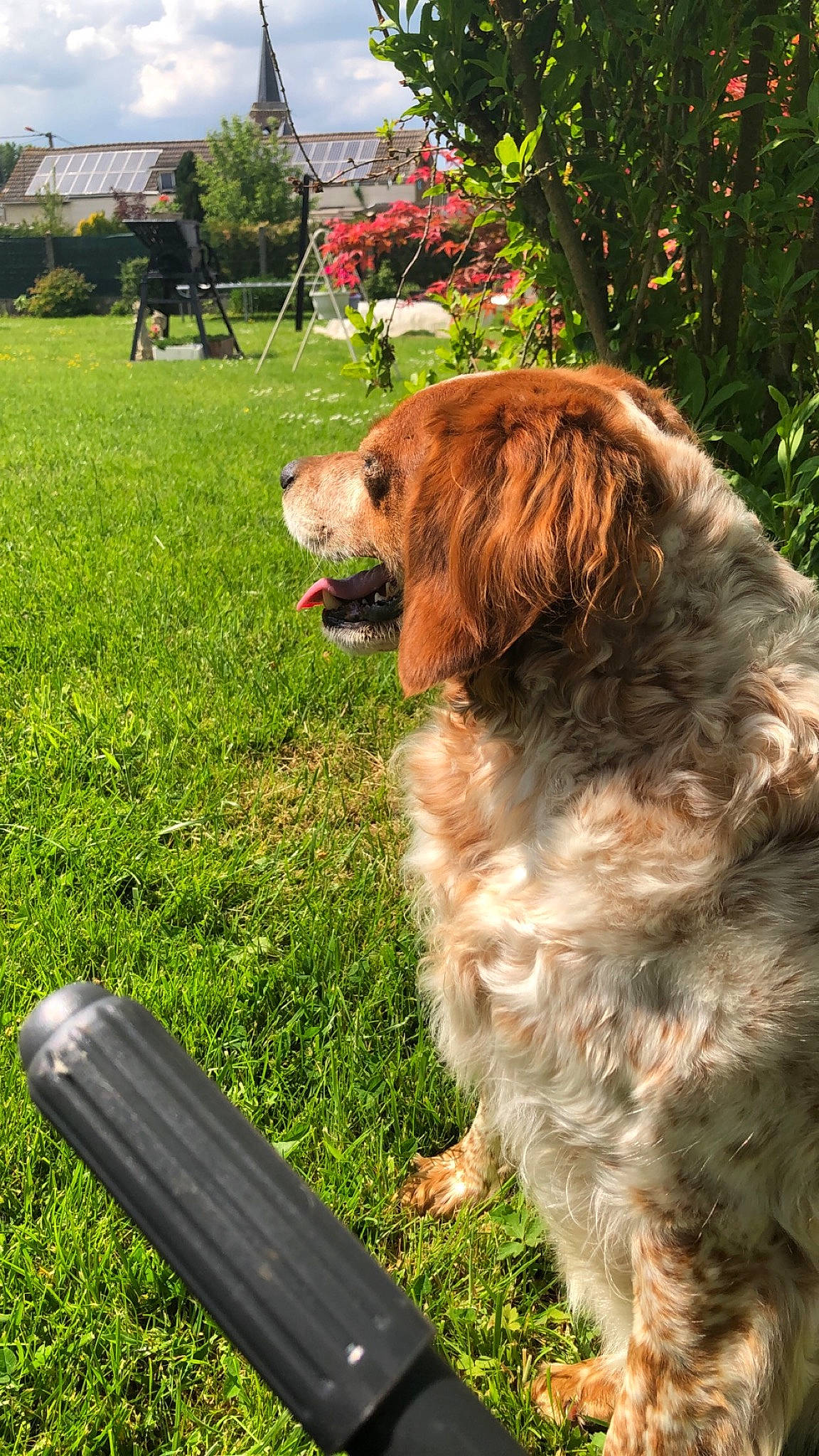 Ivoire participe au concours pour gagner de l'argent avec cette photo : canidae, carnivore, companion_dog, dog, dog_breed, english_setter, golden_retriever, grass, irish_setter, retriever, setter, spaniel, sporting_group