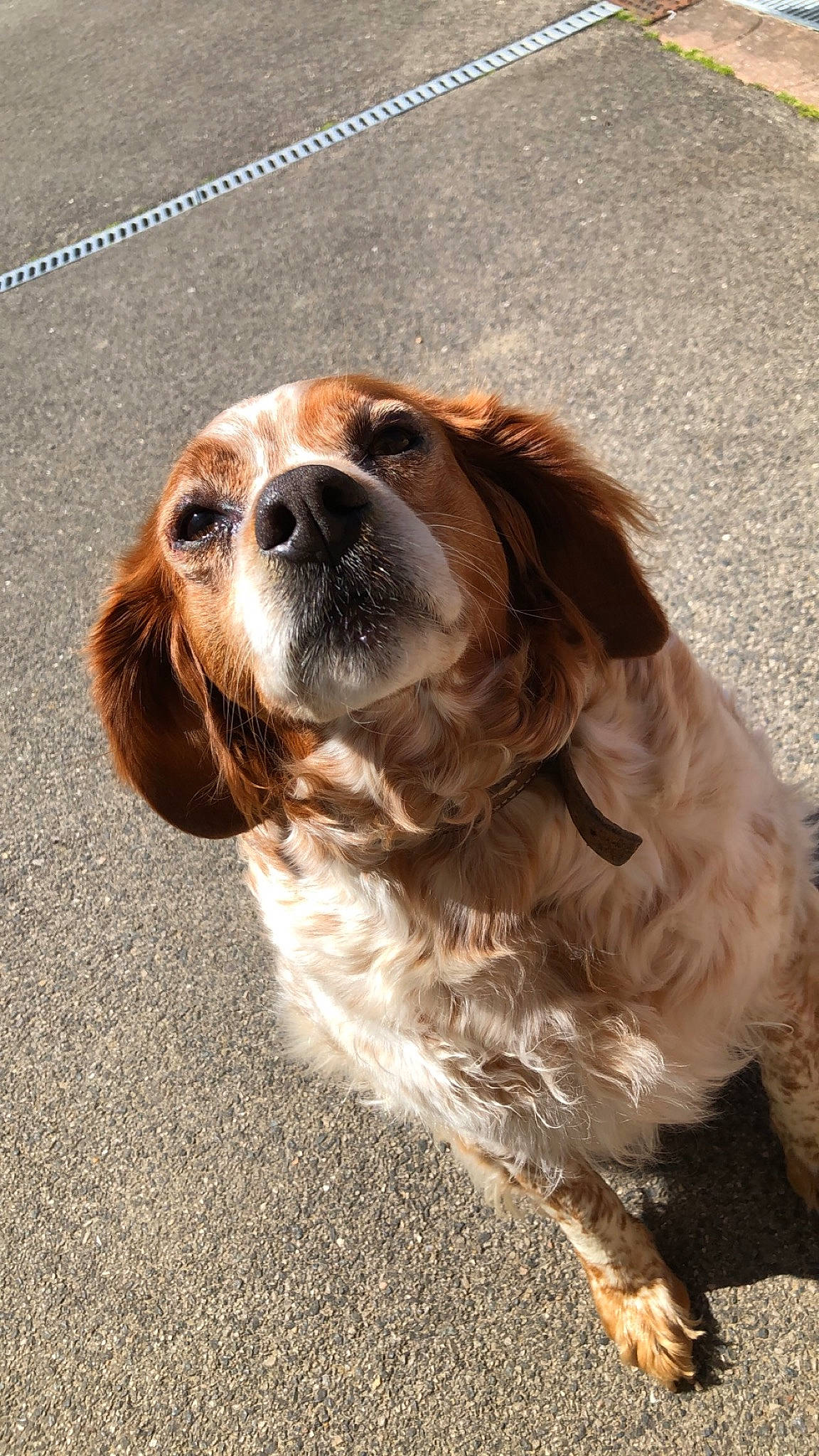 Ivoire a rejoint le concours — aidez-le/la à gagner de superbes lots ! canidae, carnivore, cavalier_king_charles_spaniel, cocker_spaniel, companion_dog, dog, dog_breed, french_spaniel, king_charles_spaniel, mammal, rare_breed_dog, russian_spaniel, setter, snout, spaniel, sporting_group, vertebrate, welsh_springer_spaniel