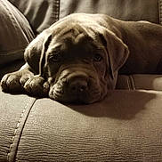 Layla joined the competition — help win amazing prizes! puppy, dog, leather_couch, indoor, resting, sleepy, brown, pet, closeup, cute, animal, young_dog, fur, paws, face, canine, cozy, relaxing, portrait, home