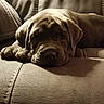 puppy, dog, leather_couch, indoor, resting, sleepy, brown, pet, closeup, cute, animal, young_dog, fur, paws, face, canine, cozy, relaxing, portrait, home