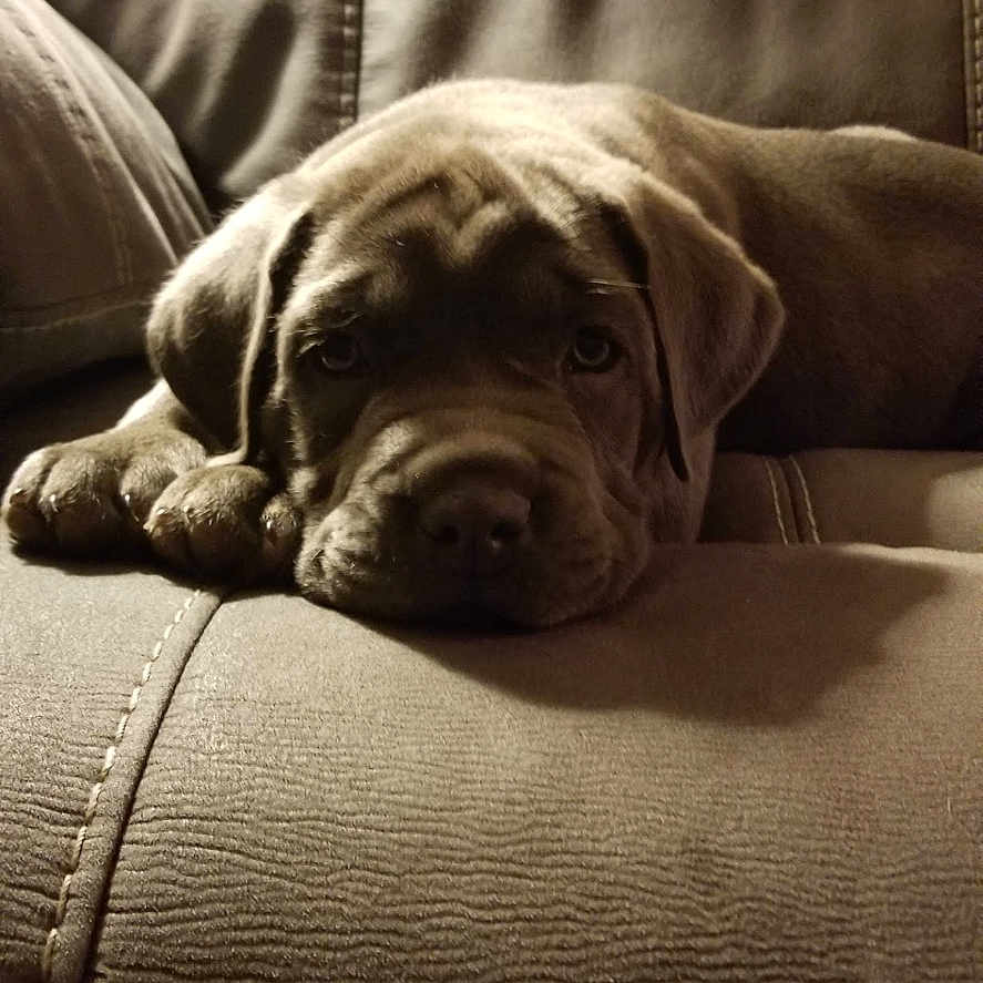 Layla